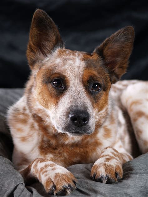 Blue Heeler Puppy Wallpapers The Australian Cattle Dog Also Known As