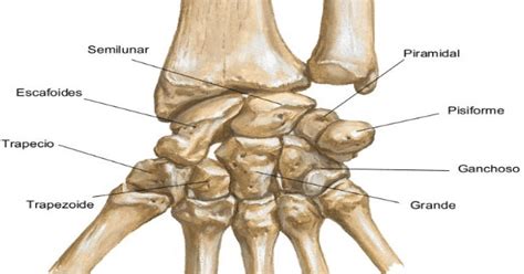 Mnemotecnia Anatomia Huesos Del Carpo