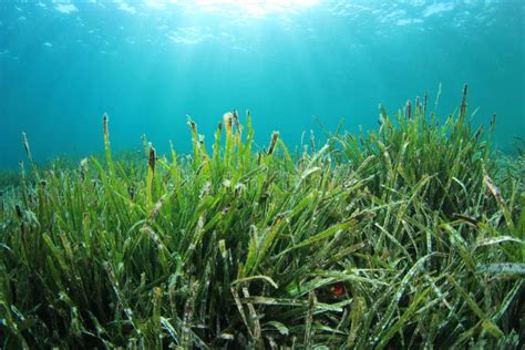 Seaweed In Ocean Stock Photo Image Of Plants Sand Field 41613076