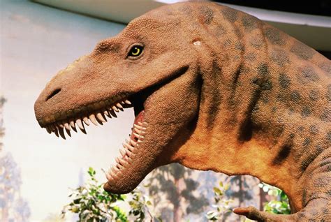 Zajímavosti O Dinosaurech Aneb Věděli Jste že Ženacz Magazín