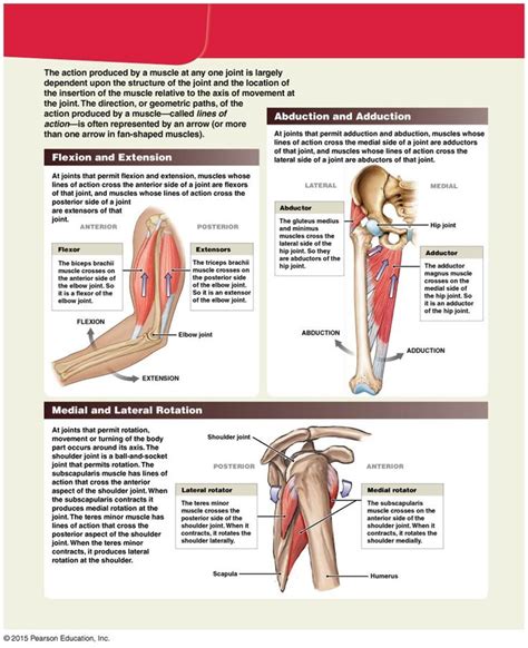 The Muscle Action Of The Biceps Brachii Muscle Human Body Anatomy