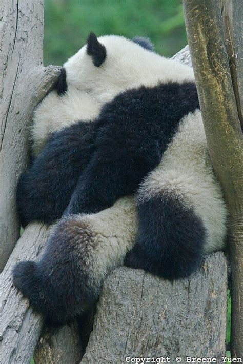 Sleeping Panda Panda Bear Panda Love