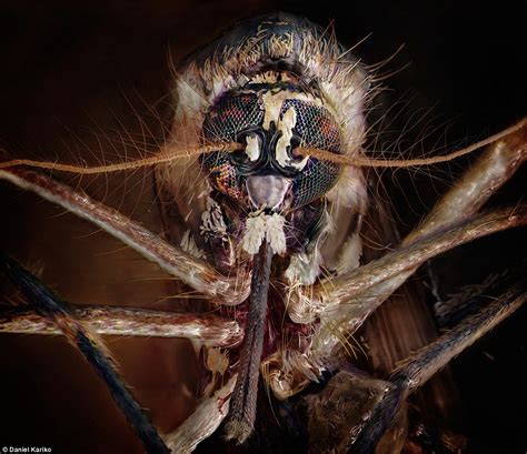 Photographer Daniel Kariko Captures Alien Faces Of Common