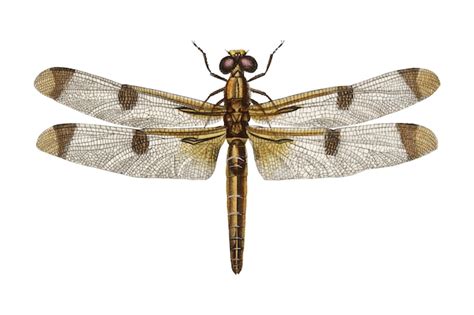 Free Vector | Insect