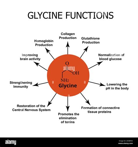 The Functions Of Glycine Amino Acid Glycine Chemical Molecular Formula Vector Illustration On