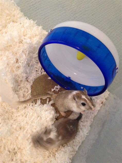 Adorable Young Baby Gerbils This Gerbil Is So Cute Find More At