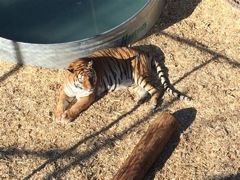 The Wild Animal Sanctuary – Keenesburg, CO
