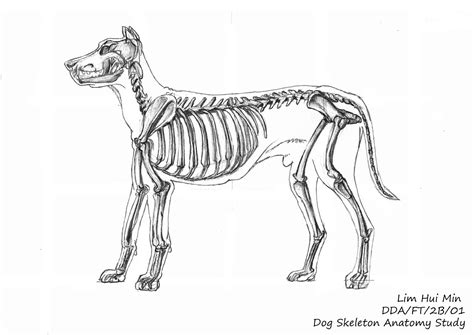 Male Dog Anatomy Diagram