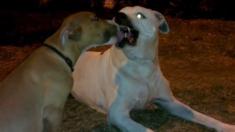 A humorous conversation piece for american bulldog families that also serves as a. American Bulldog vs Pitbull - YouTube