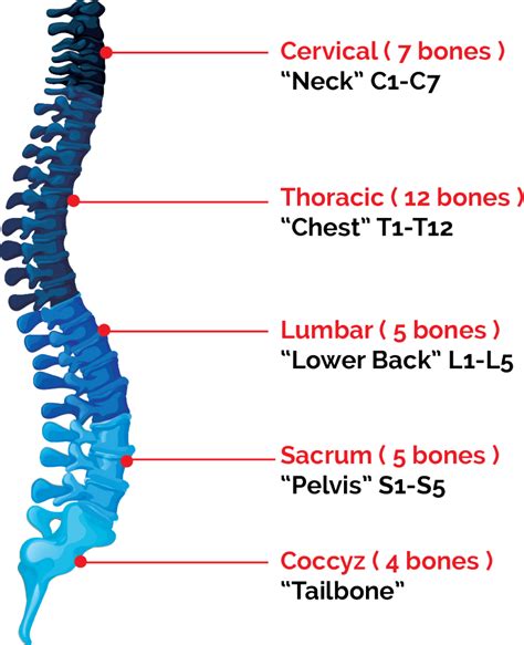 They are the bones of your forearm. Spinal Cord Injury Attorneys in South Carolina | Jebaily ...