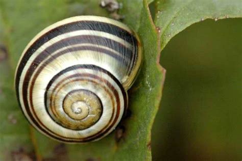 Цепея садовая, улитка полосатая садовая укр.: Fact Sheet: Cepaea hortensis