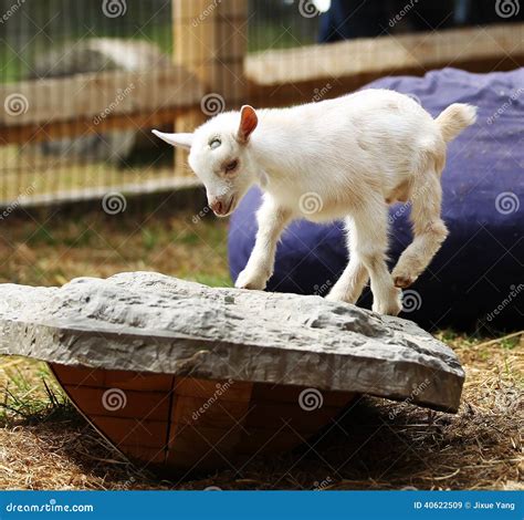 Baby Goat Stock Image Image Of White Goat Animals 40622509