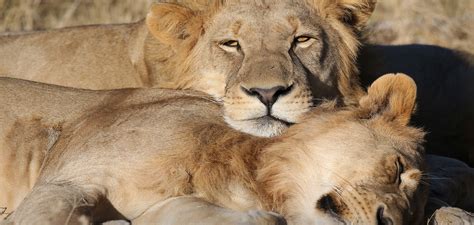 Lions Put On Us Endangered Species List Will It Help