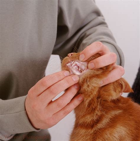 Showing Gums Of Ginger Cat With Anemia Photo Wp24971