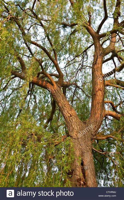 Weeping Willow Tree Bark Home Park Hampton Wick Surrey