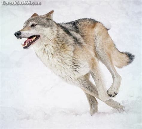 Running Wolf Fotogalerie Tieredeko365