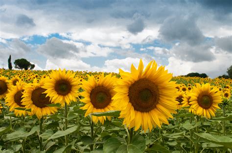 Sunflower Fields · Free Stock Photo
