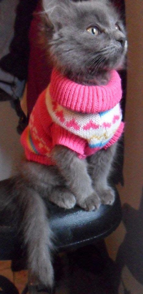 Cats Are Great Sweaters Are Grrreat You Know Whats Even Better Than