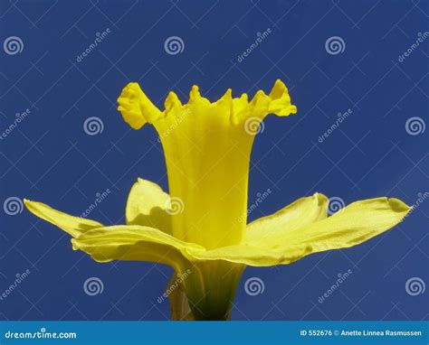 Yellow Easter Daffodil Stock Photo Image Of Botanical 552676