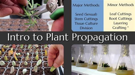 Intro To Plant Propagation Youtube