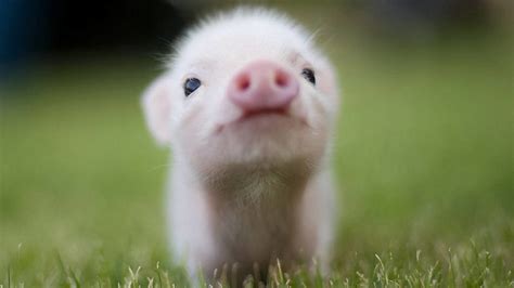 Baby Pigs Wallpapers Top Free Baby Pigs Backgrounds Wallpaperaccess