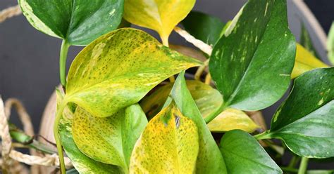 Why Do Pothos Leaves Turn Yellow Gardeners Path