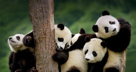 Giant Panda Cubs At The Wolong National Nature Reserve In Sichuan