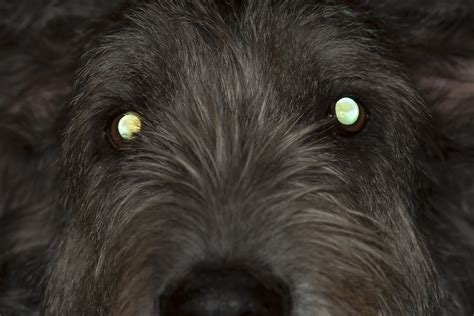 Why Do My Dogs Eyes Shine At Night — Acvo Public