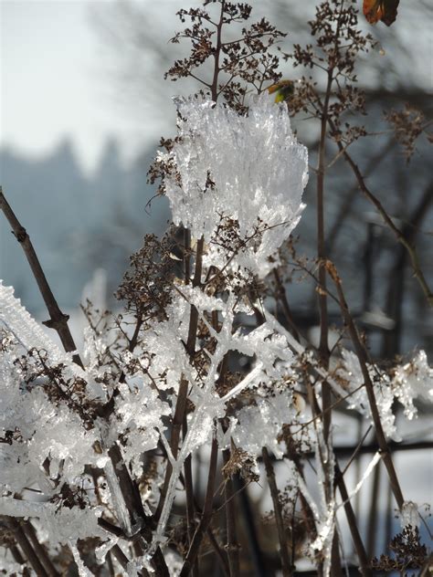 Free Images Tree Branch Snow Winter Plant Flower Frost Ice