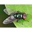 Small Green Fly  Neomyia Sp