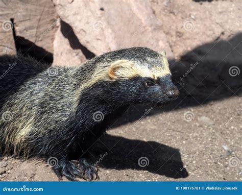 Greater Grison Galictis Vittata Is Very Moving Carnivores Stock Image