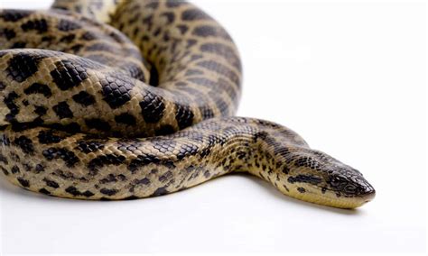 Discover The 4 Types Of Anaconda Snakes Imp World