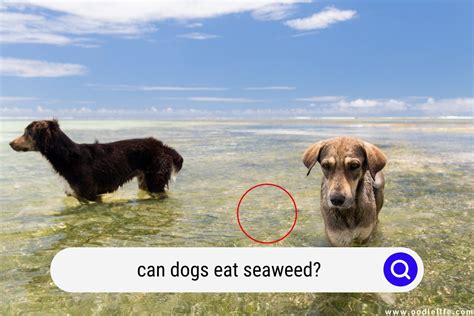 Can Dogs Eat Seaweed? [Dogs Eating Nori] - Oodle Life
