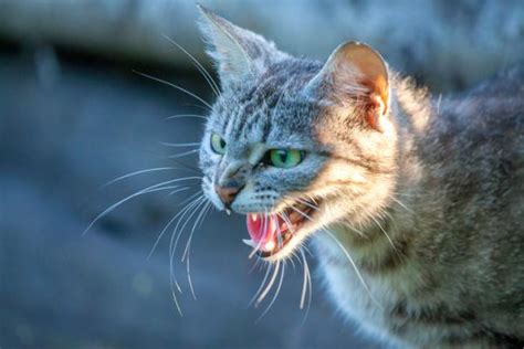Stages Of Rabies In Cats