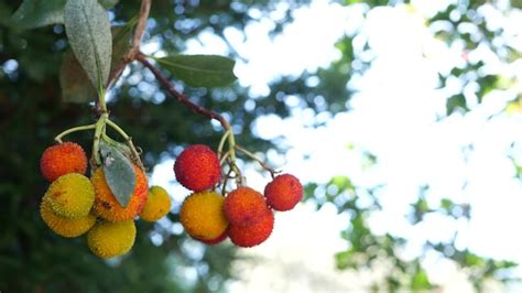 Premium Photo Strawberry Tree Fruit Irish Arbutus Unedo Berry Cain