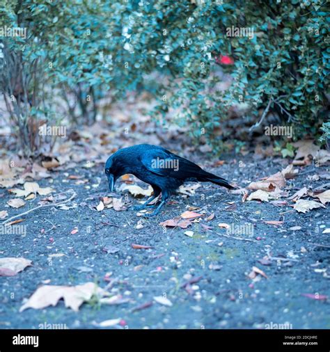 Crow Standing On The Ground Looking Down Stock Photo Alamy