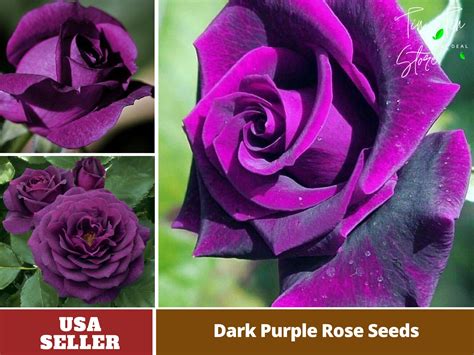 30 Rare Seed Dark Purple Hybrid Tea Rose Seeds Perennial Etsy