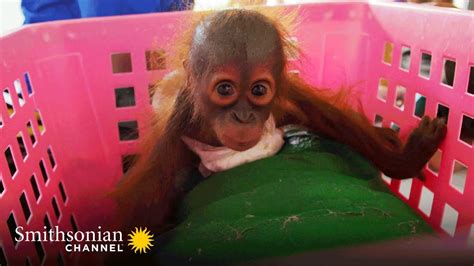 Baby Orangs Are Weighed To Assess Their Health ⚖️ Orangutan Jungle
