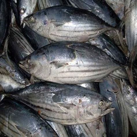 Healthy Frozen Skipjack Tuna Fish At Best Price In Veraval S And S