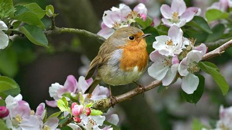 Robins Birds Flowers Twigs Wallpapers Hd Desktop And Mobile