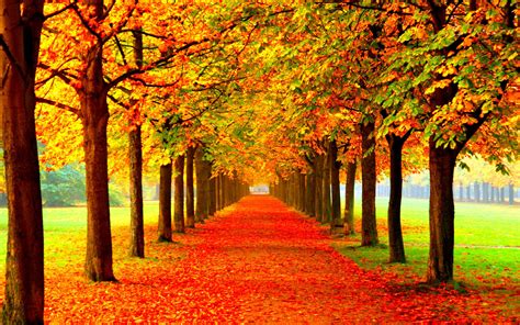 Download Autumn Season Symmetrical Trees Wallpaper