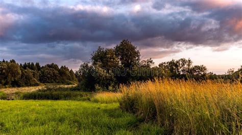 Tranquil Rural Landscape At Sunset With Spikes Of Golden Grass In The