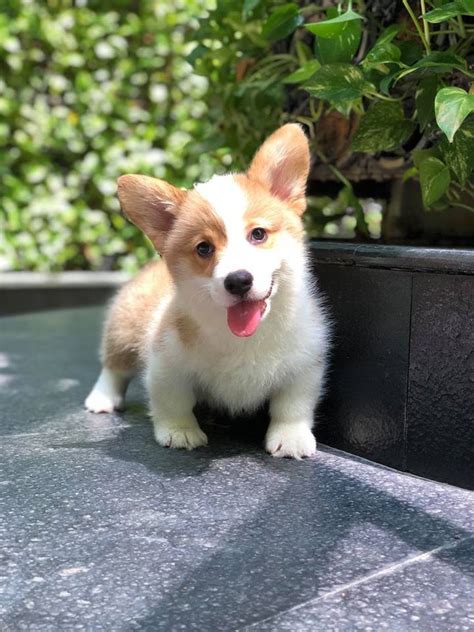 Two separate breeds are recognised: Pembroke Welsh Corgi Puppies For Sale | Houston, TX #296008