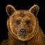 Brown Bear  National Geographic