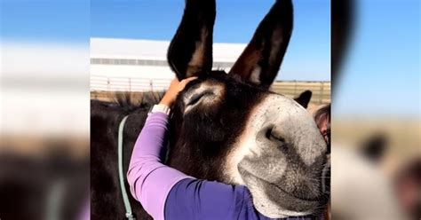 Donkeys Cant Stop Smiling When Woman Gives Them A Hug