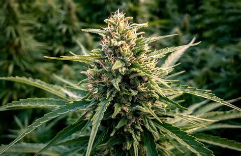 5 high cbd cannabis strains 2024 update wse usa