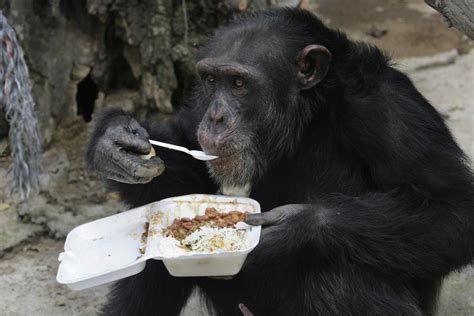 Researchers Say Chimps Have All The Brainpower Needed To Cook Nbc News