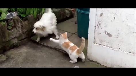 How to start a cat fight. Cat vs Dog Fight Funny Video - who won, you decide? - YouTube