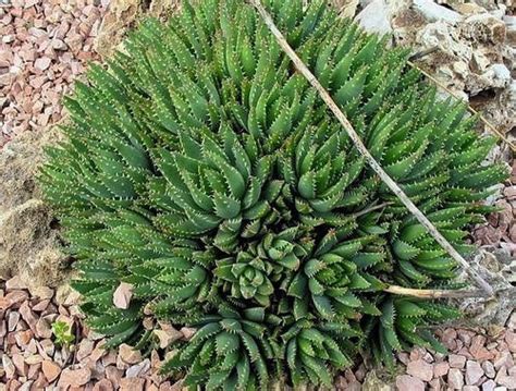 Aloe Brevifolia Indigenous South African Succulent 10 Seeds Seeds