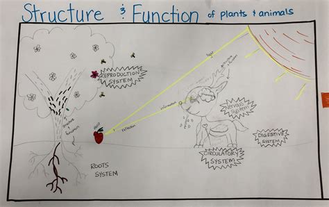 Structure And Function Of Plants And Animals — The Wonder Of Science